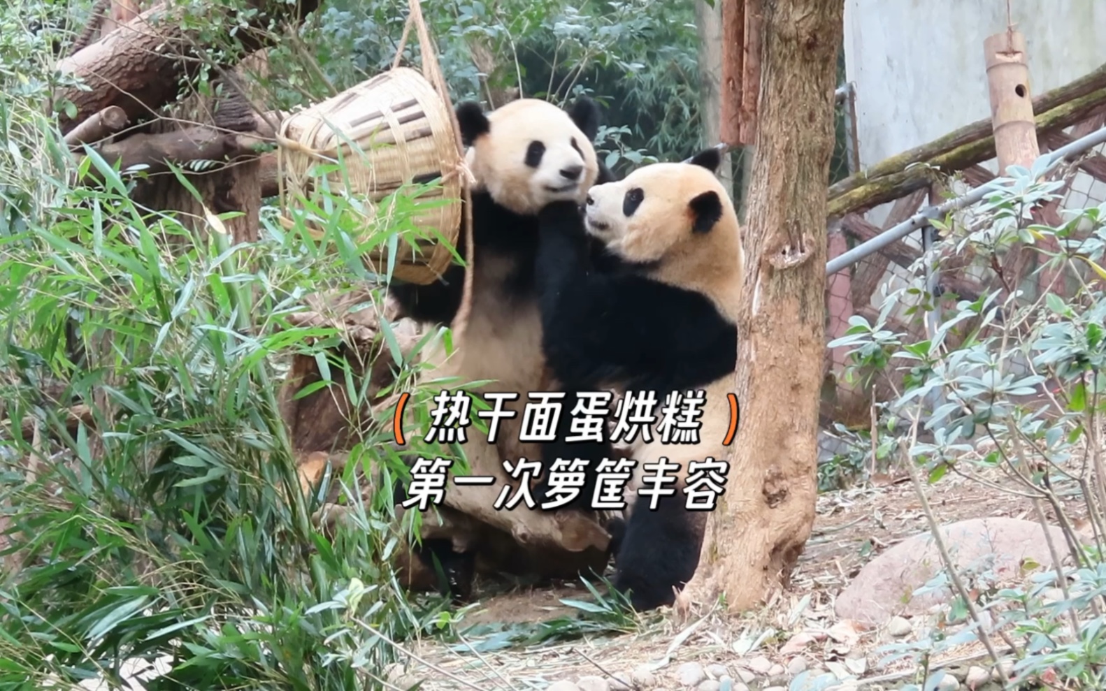 25热干面蛋烘糕的第一次箩筐丰容,哥俩你来我往,平常干架糕糕只会往