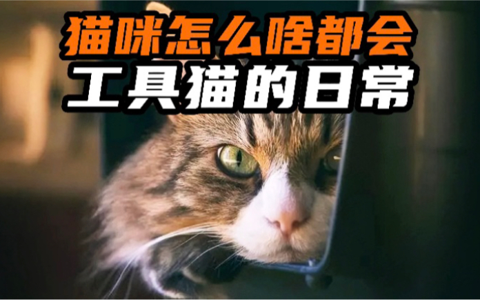 《那些'工具猫'的日常》,猫咪怎么啥都会哔哩哔哩bilibili