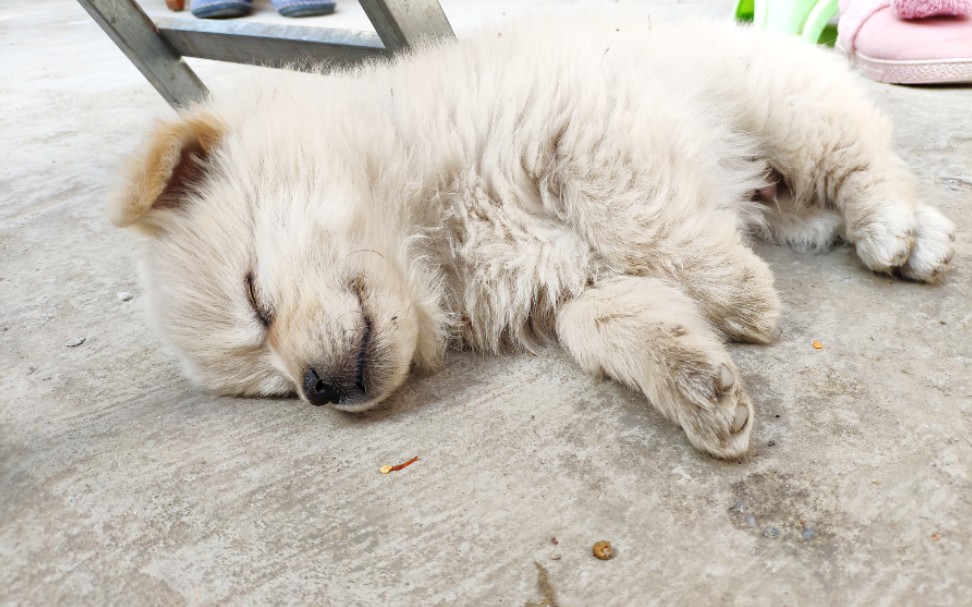 小土狗它睡着了不如我们把它