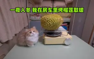 Tải video: 一夜入冬冻坏了，我在房车烤榴莲取暖。小猫竟然这么爱吃榴莲。