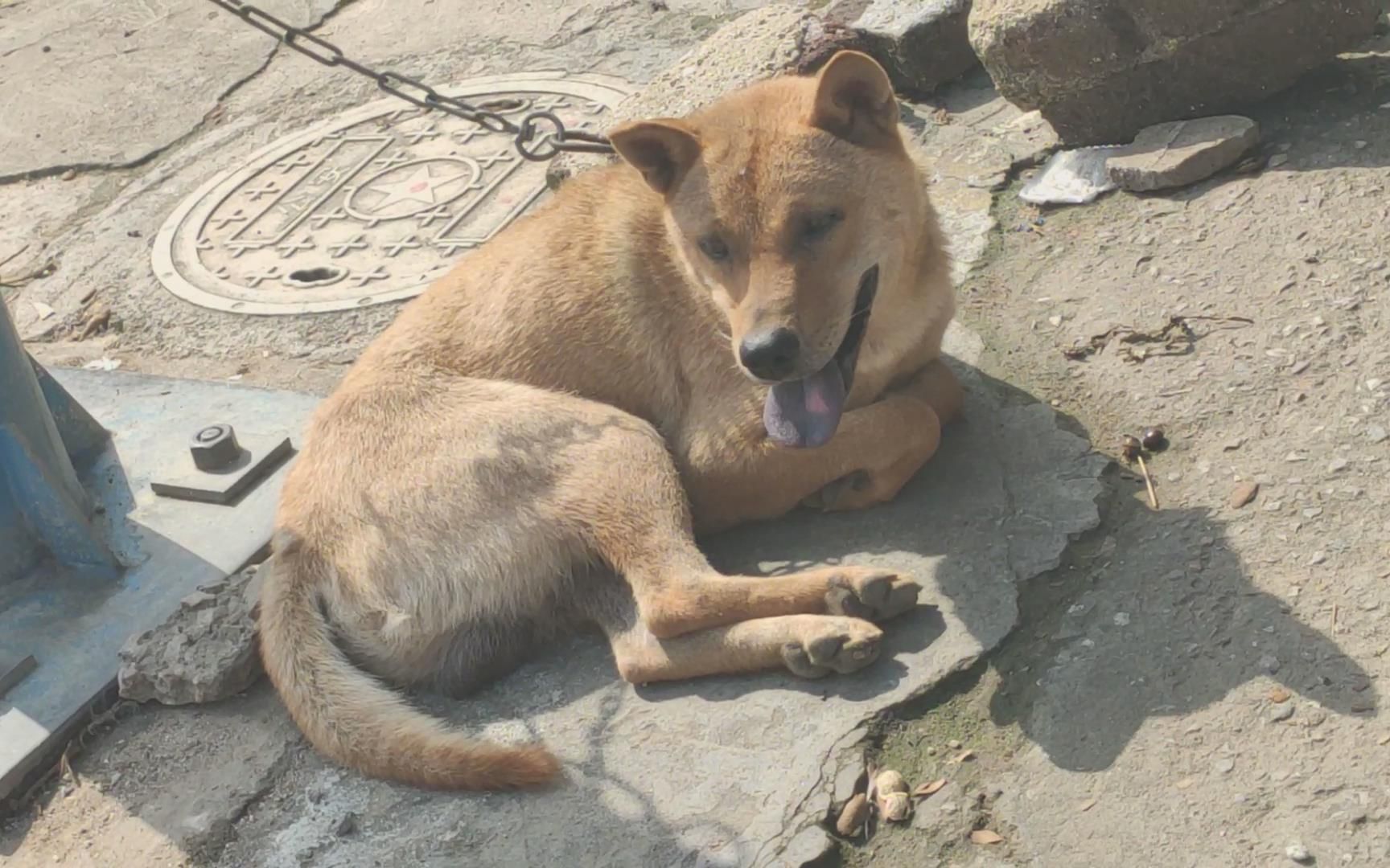 广东清远土猎狗图片