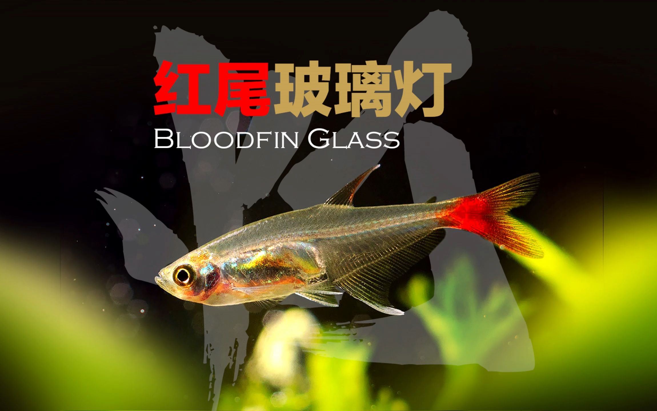 红尾玻璃灯Bloodfin Glass ,Prionobrama filigera哔哩哔哩bilibili