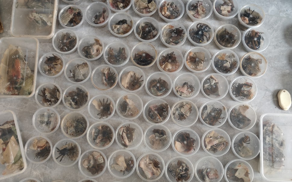 虎纹捕鸟蛛到货