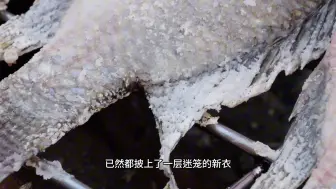 下载视频: 聪明的师傅只是简单的给罗非鱼抹上海盐，就能让普通人吃不起