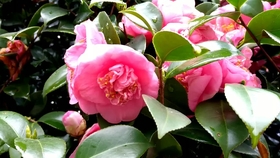 期待已久的日本茶花到啦红白卜伴 哔哩哔哩 つロ干杯 Bilibili