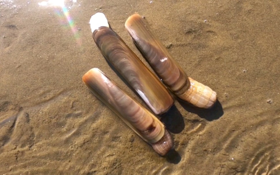 傍晚去海边赶海,沙滩里藏着很多的蛏子王.跑的那叫个快啊!