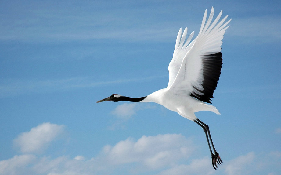 华夏古乐 白鹤飞
