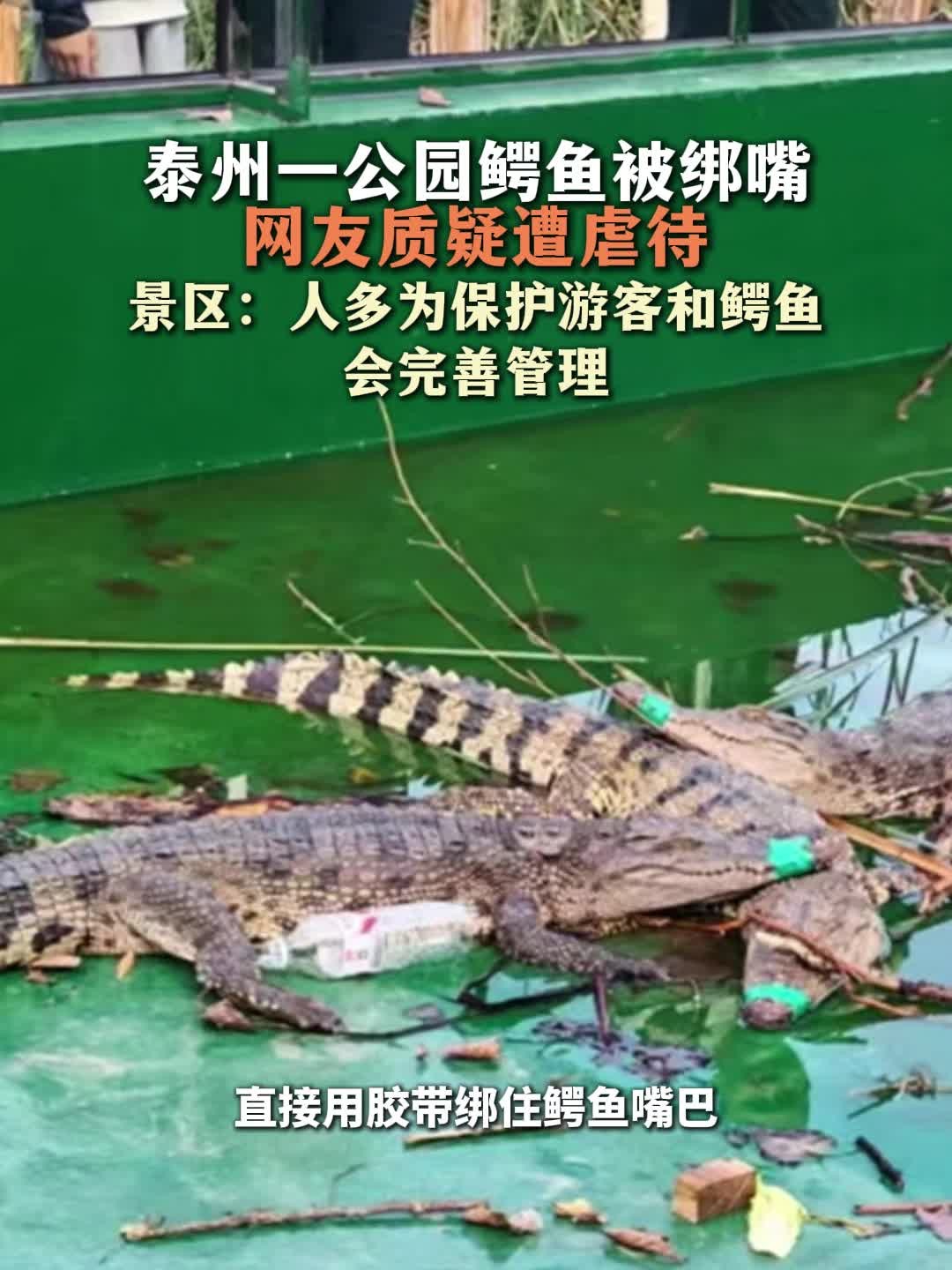 泰州一公园鳄鱼被绑嘴 网友质疑遭虐待