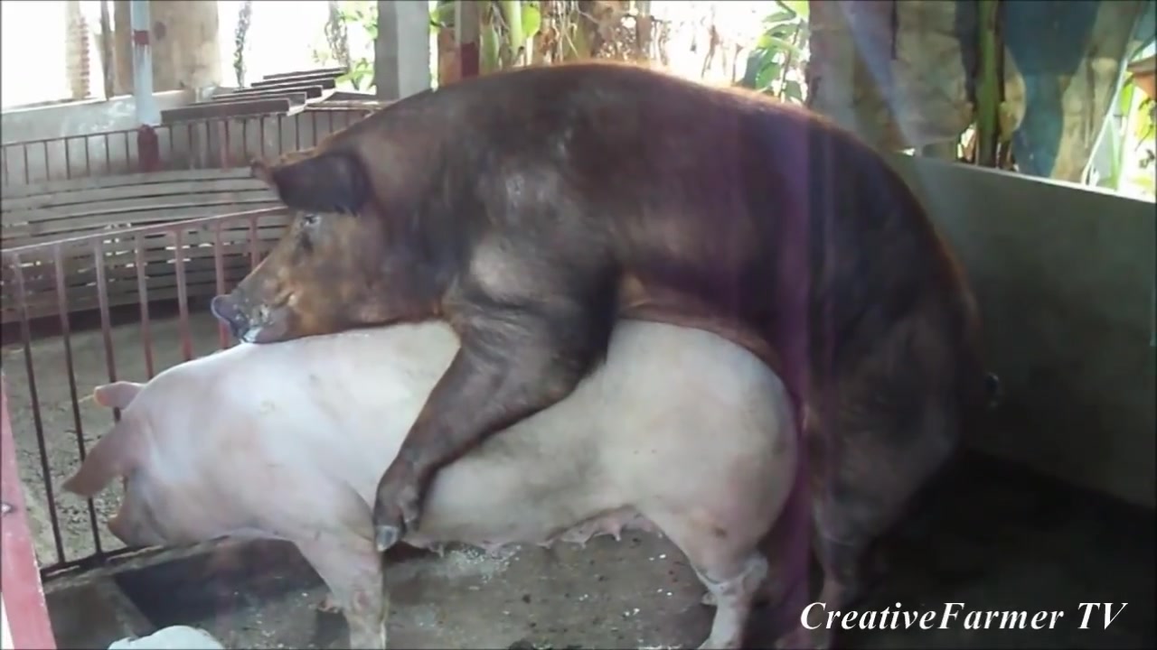 日常交配 啪啪啪 用或其他应用扫描二维码 点赞 youtube pigs mating