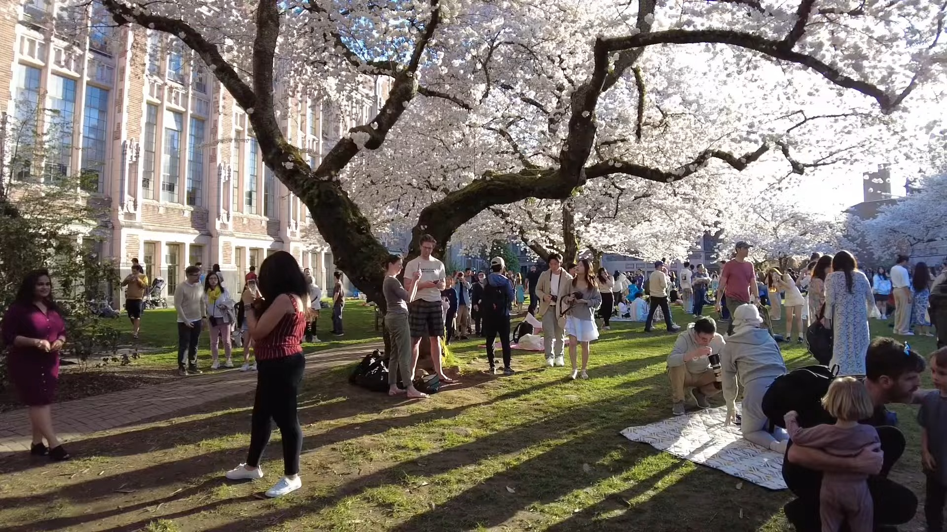 [图]Cherry Blossoms At University Of Washington 2024 🌸