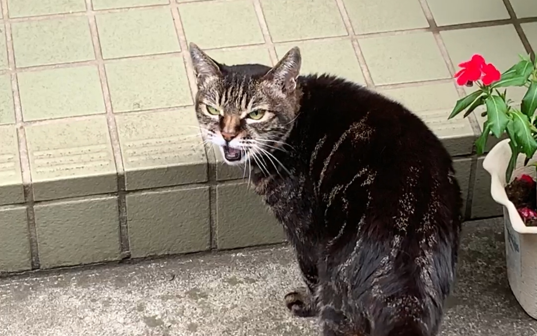 【猫】日本的散养式野猫日本夫妻处理猫咪猫毛,赚翻了!