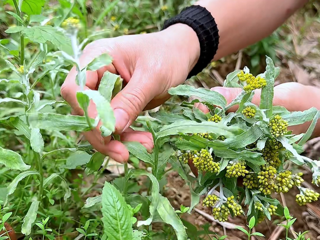 清明节前后,这种开着小黄花的植物非常引人注意,它就是清明菜哔哩哔哩bilibili