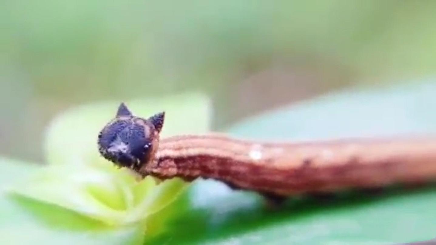 长着"猫脸"的毛毛虫,一眼看去,还以为是hello kitty原型?