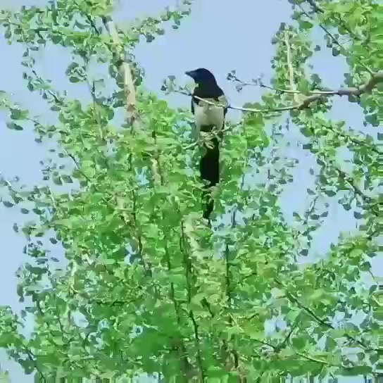 [图]喜鹊报春 祝福中国