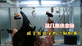 今天是春分节气 炸鳞的 鹅背红 金鱼恢复了 春天果然生机勃勃 哔哩哔哩 つロ干杯 Bilibili