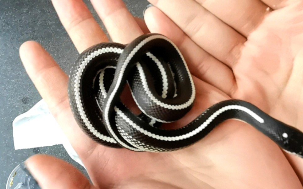 极速版开箱,一对sd直线王蛇