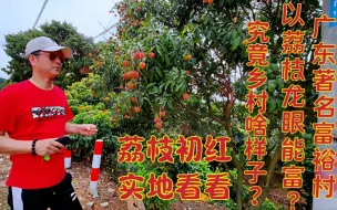 Video herunterladen: 广东富裕名村以荔枝能富究竟村里啥样啥实力？荔枝初红可尝鲜啥价格