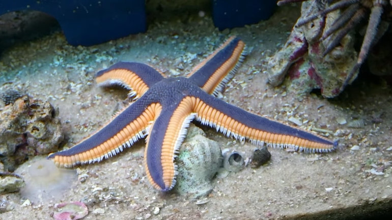 多节槭海星 皇家海星 Astropecten articulatus (yt@CatLord25Cats哔哩哔哩bilibili