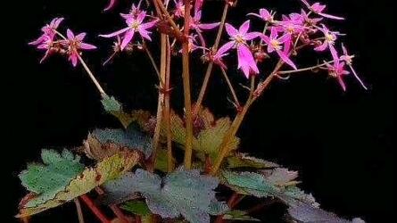 大文字草 哔哩哔哩