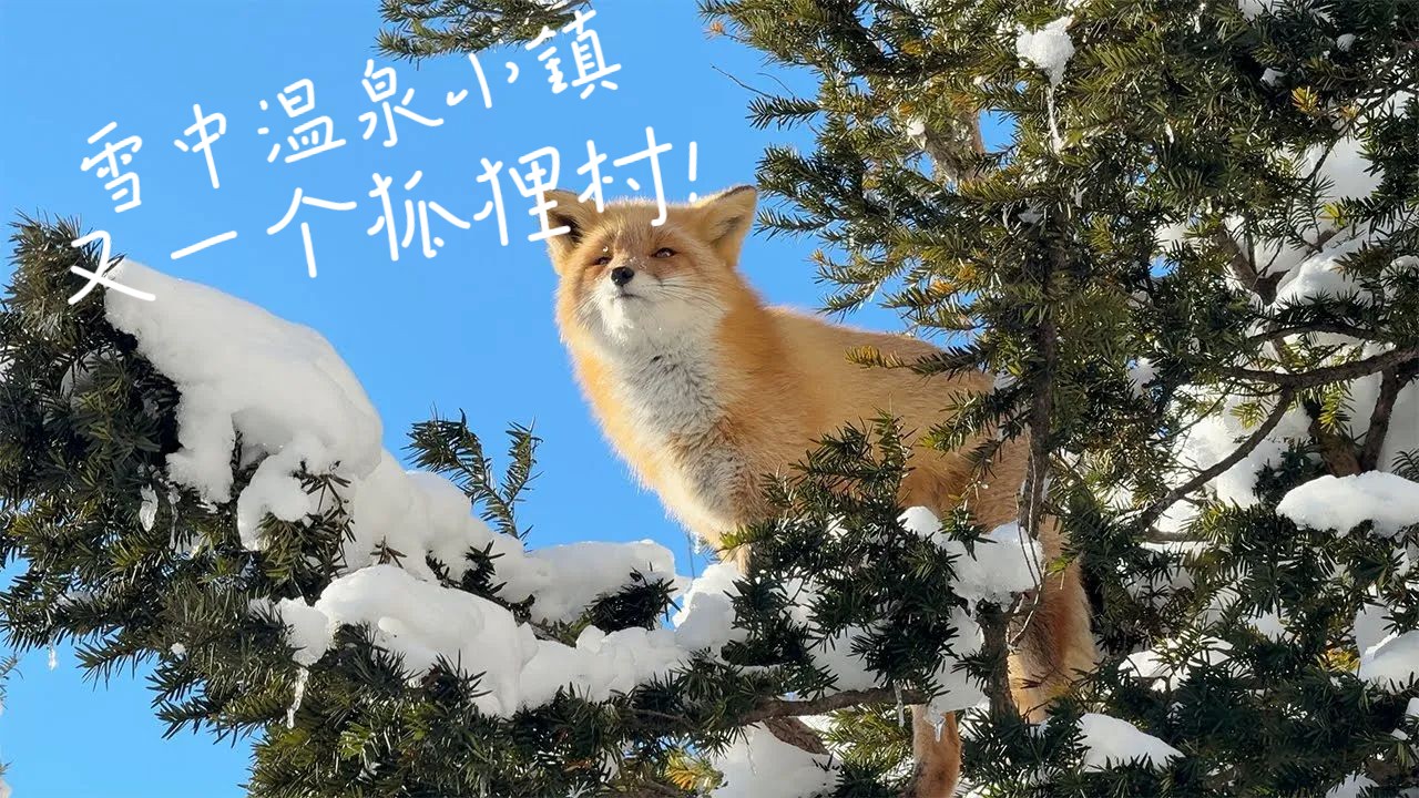 【4K】【中文字幕】又一个狐狸村!? 在日本的雪中温泉小镇邂逅狐狸和貉?♨︎