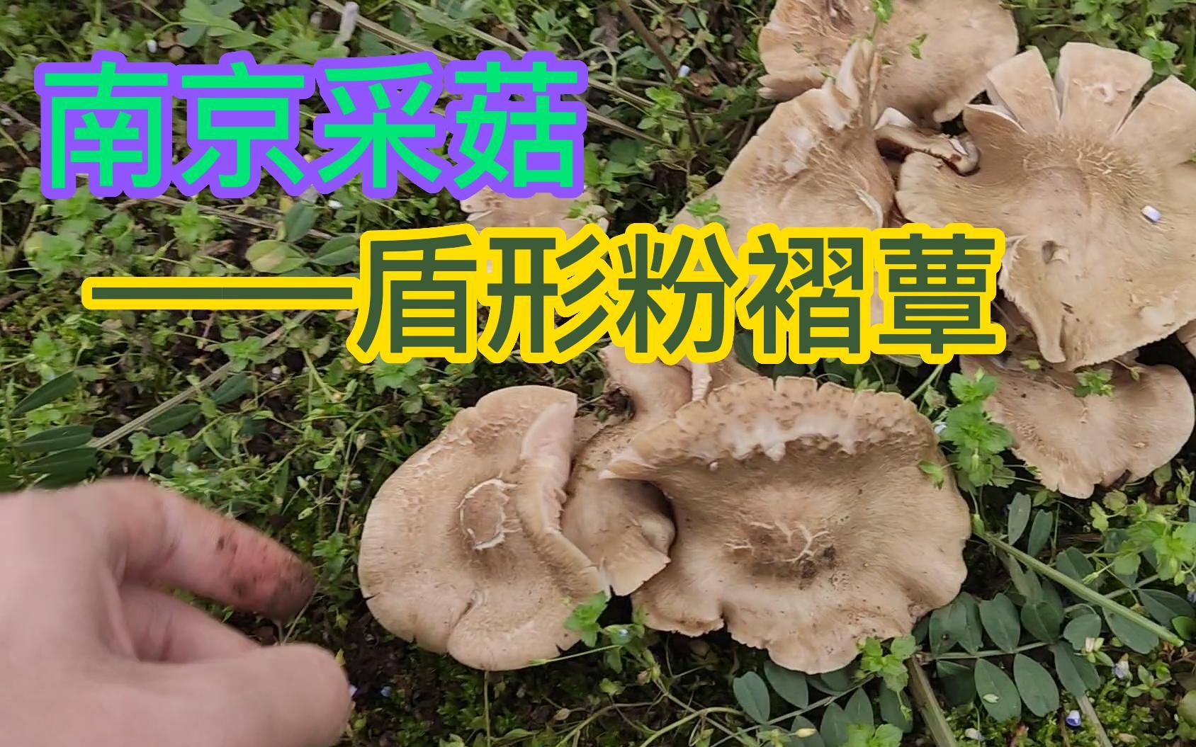 南京采菇——盾形粉褶蕈哔哩哔哩bilibili