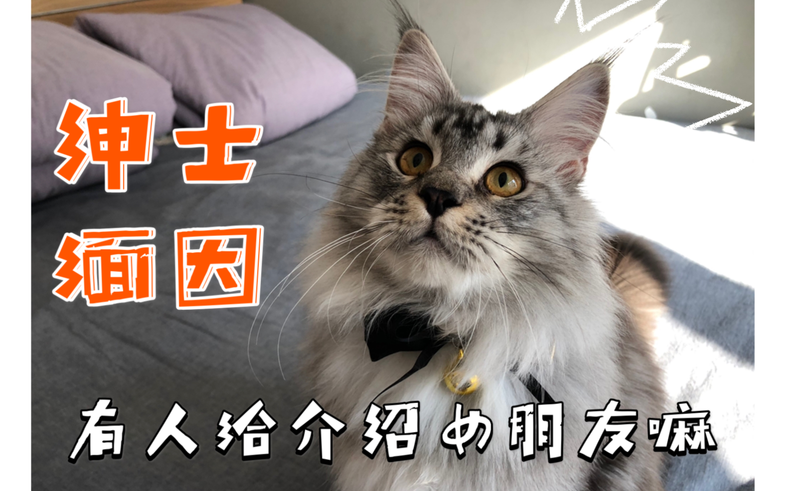 缅因猫leon带领结～美短lion十分不耐烦.