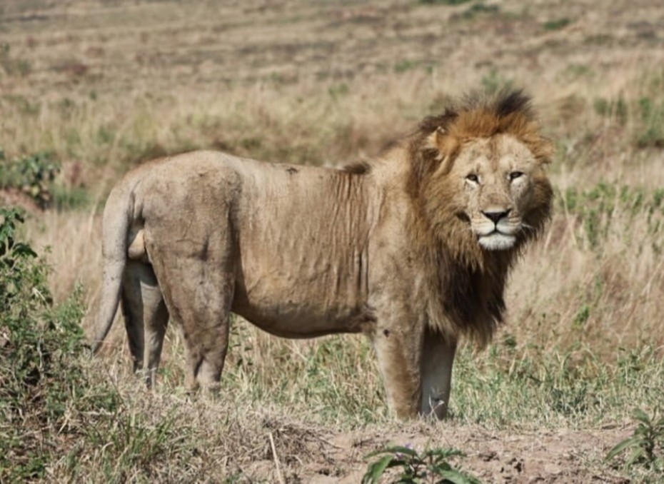 玛莎帅宝和狮群前进,五只幼崽都在一起