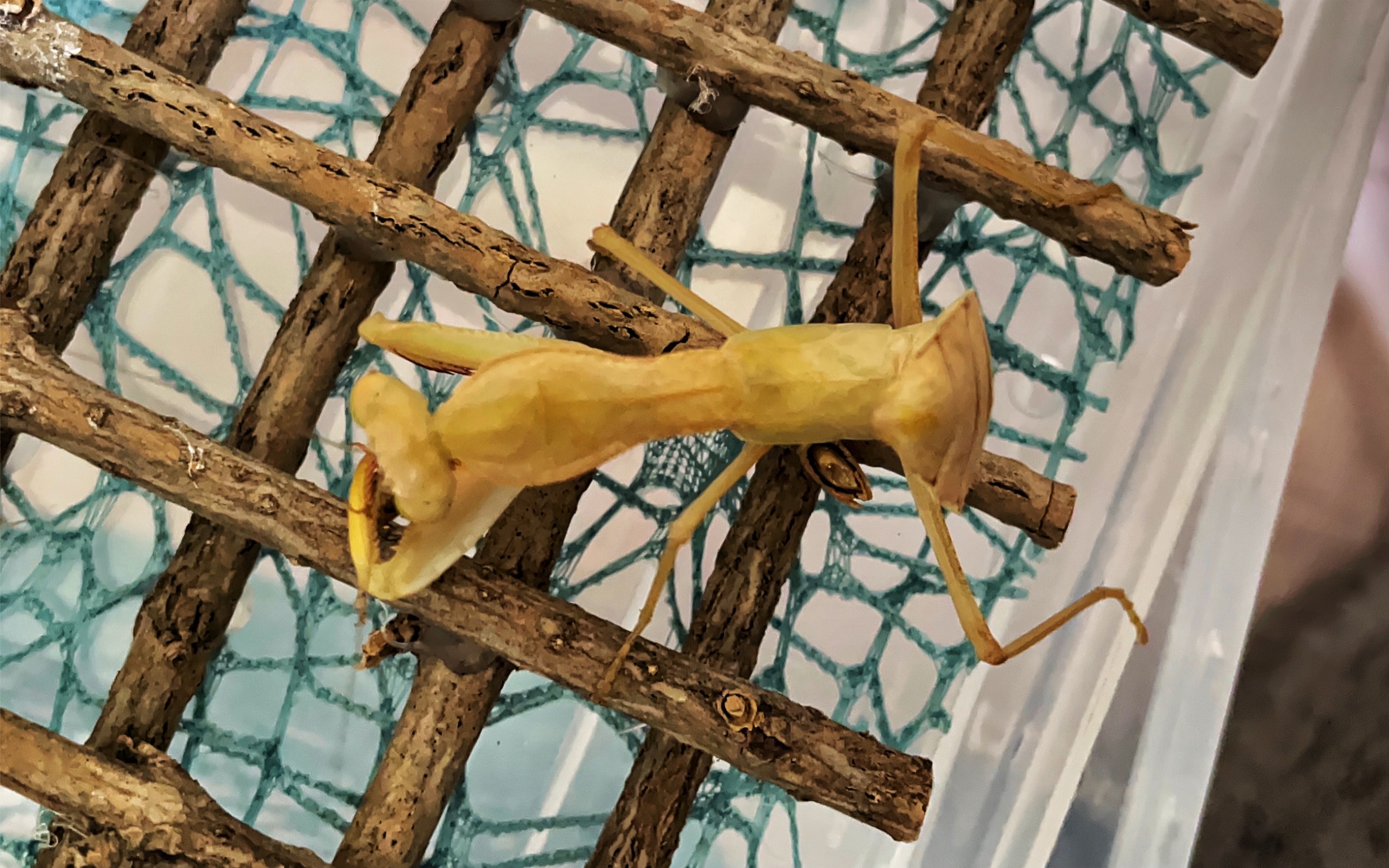 线纹巨螳进末开食(先给个小猎物)_哔哩哔哩_bilibili