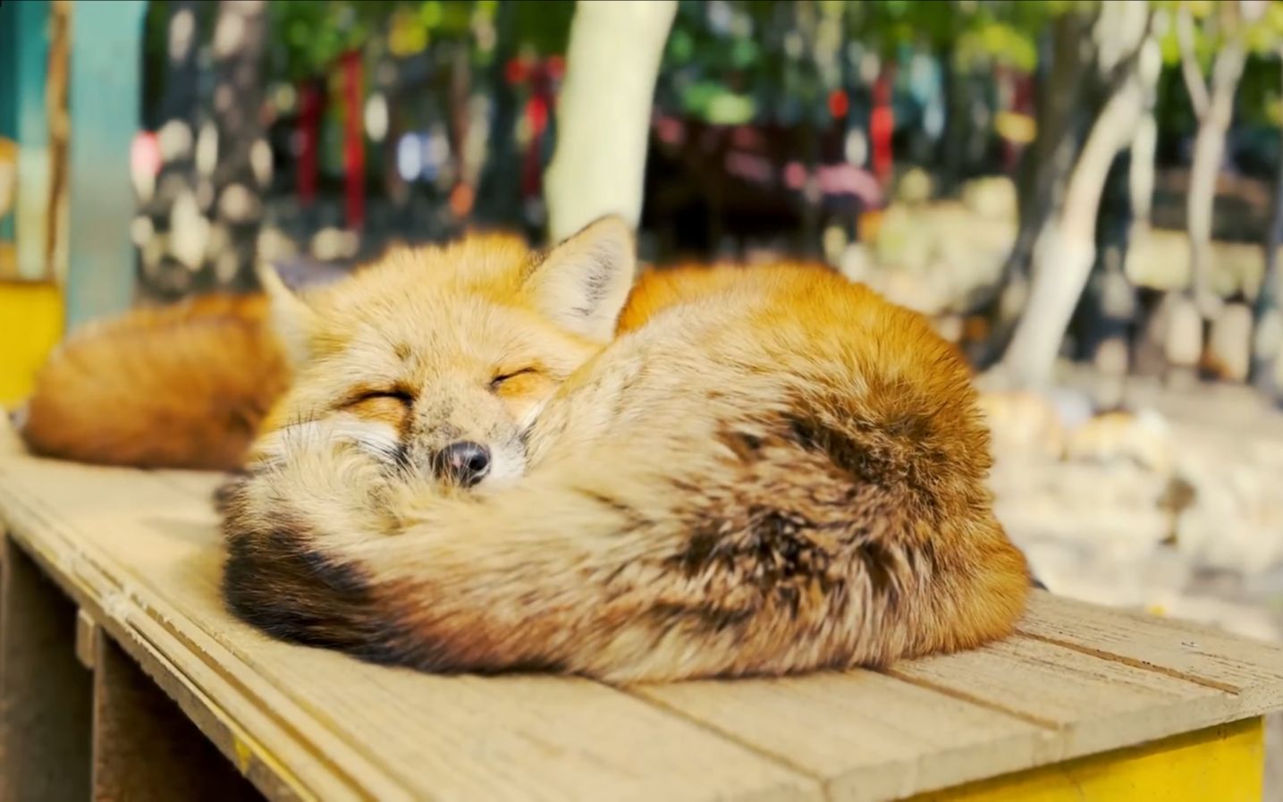 探访日本狐狸村02 | 宫城藏王狐狸村 | asmr