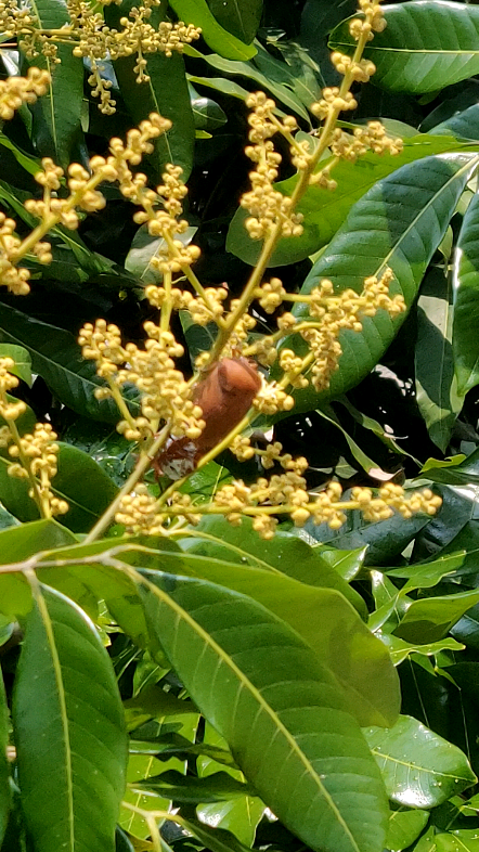 这是我家龙眼树突然有很多这种虫子,是害虫