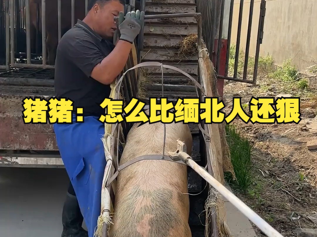 猪猪:怎么比缅北人还狠-动物猿记事本-动物猿记事本-哔哩哔哩视频