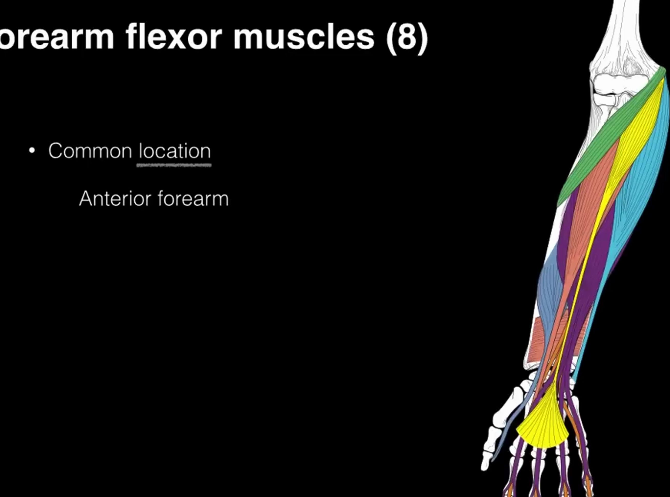 【肌学解剖学】前臂屈肌 | 屈腕、屈指和前臂旋前的肌肉 | 英文字幕哔哩哔哩bilibili