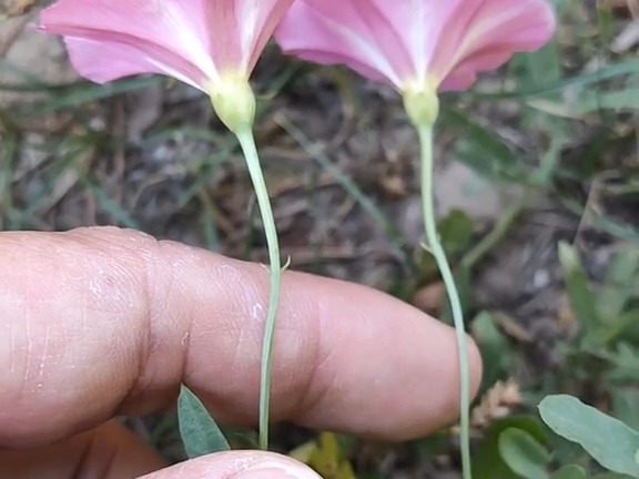 常见旋花科植物图片