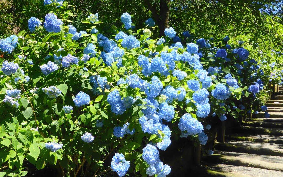 日本寺庙绣球花图片