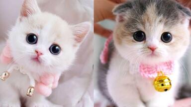 萌萌猫-可爱又有趣的猫视频集锦3 | 治愈小奶猫|猫猫可以有多可爱 萌萌猫-可爱又有趣的猫视频集锦3 | 治愈小奶猫|猫猫可以有多可爱