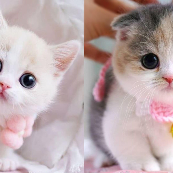 萌猫 萌萌猫-可爱又有趣的猫视频集锦1 | 治愈小奶猫|猫猫可以有多可爱