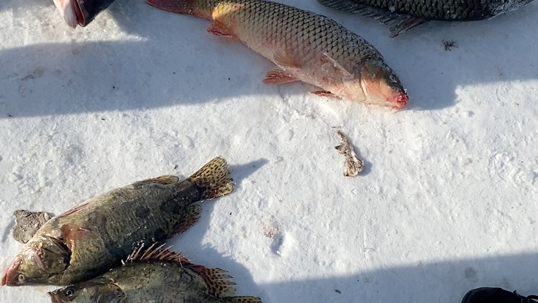 2022松花湖开湖鱼