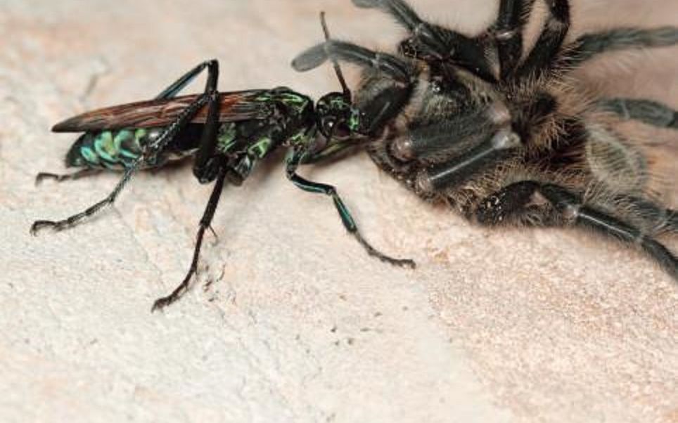 【精彩片段】狼蛛捕蚜虫,蛛蜂擒狼蛛,蚁狮抓蛛蜂!猎人变成猎物!