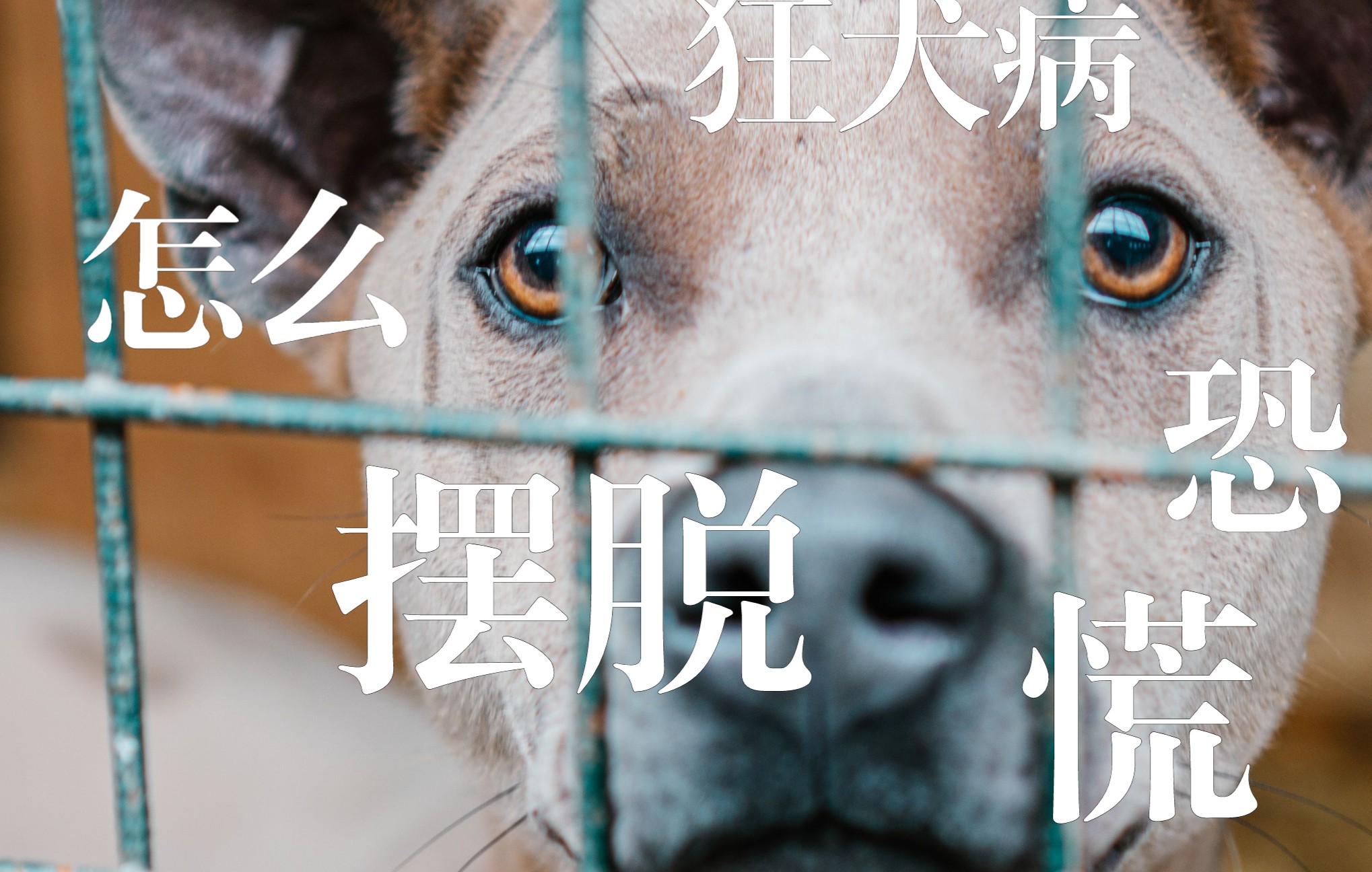 [图]终极脱恐文：彻底摆脱狂犬恐慌！！！