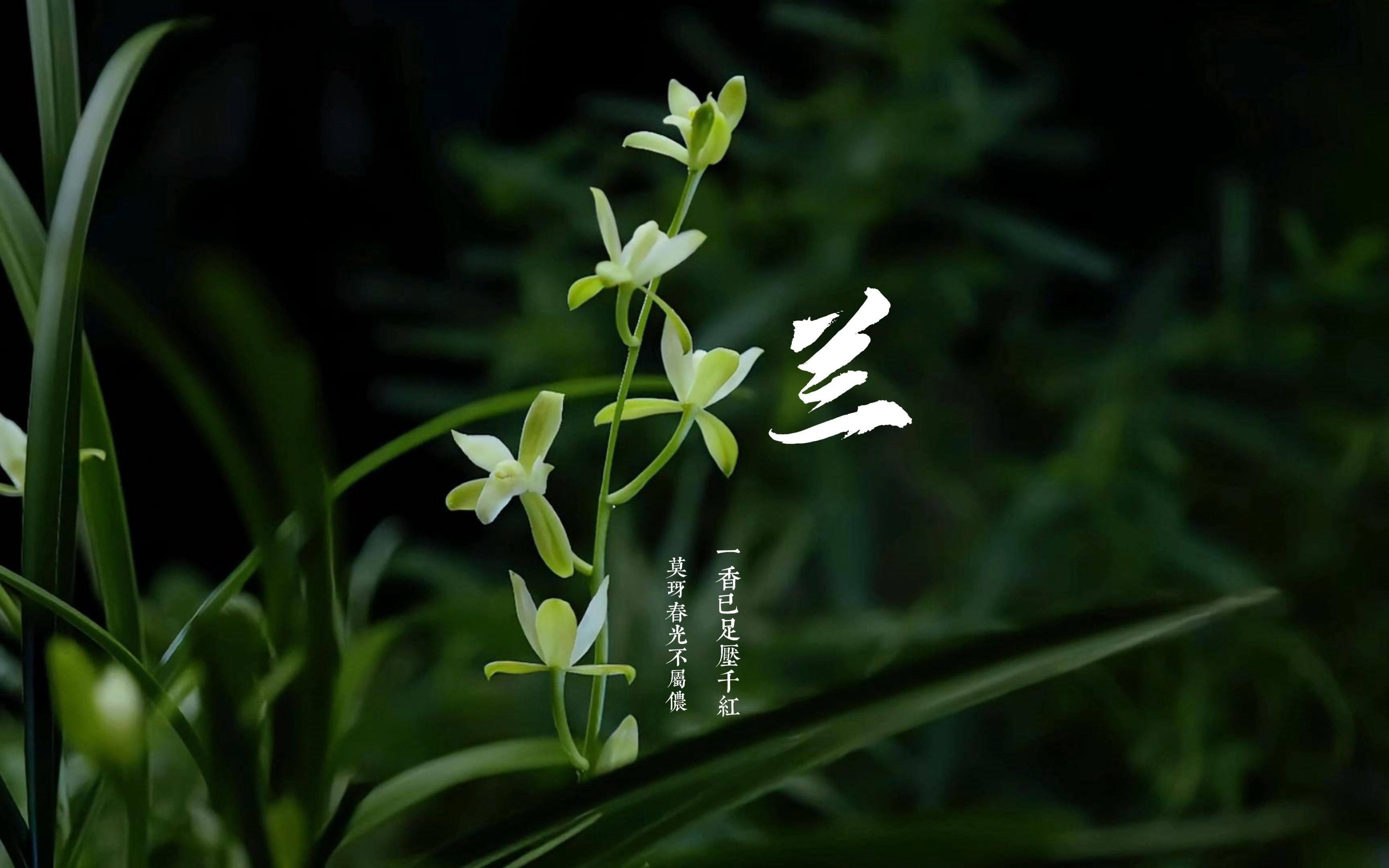 [图]【原创】【延时摄影】每天来看一朵花开/兰花/建兰