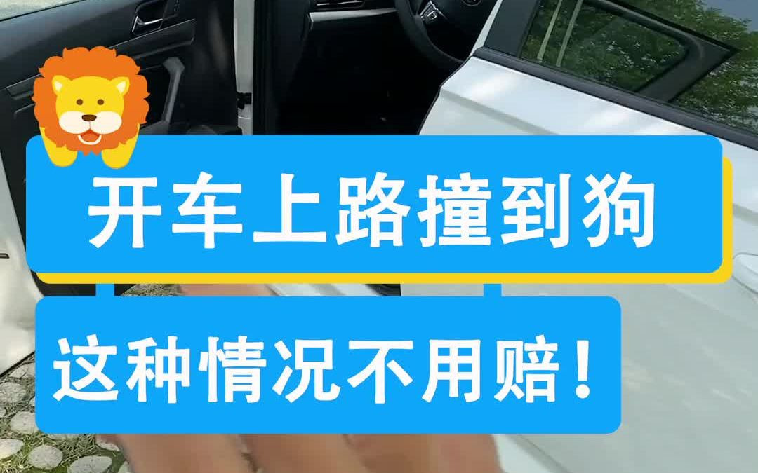 开车上路撞到狗,需要赔偿吗?哔哩哔哩bilibili