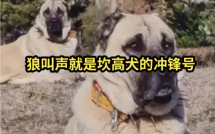 Download Video: 狼的叫声就是坎高犬的冲锋号