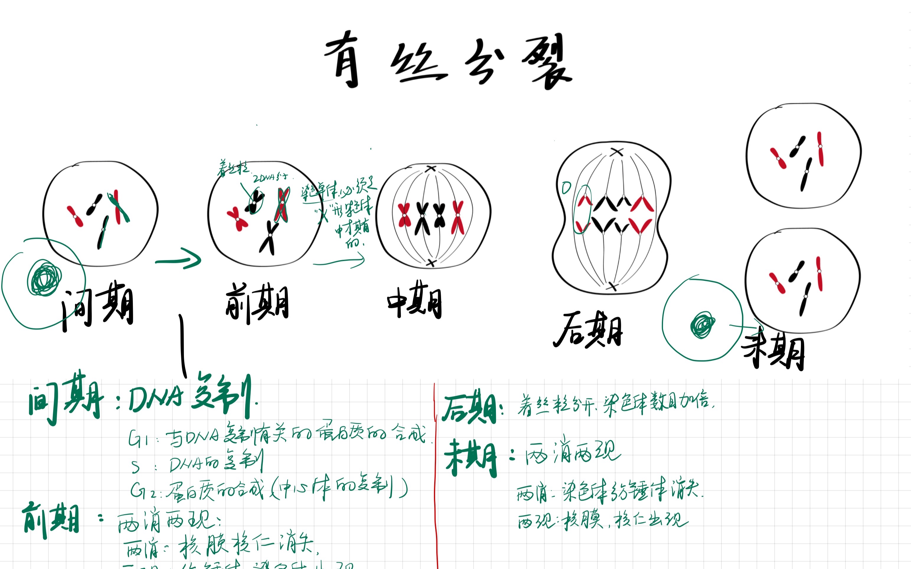 生物重难点之细胞分裂1有丝分裂哔哩哔哩bilibili