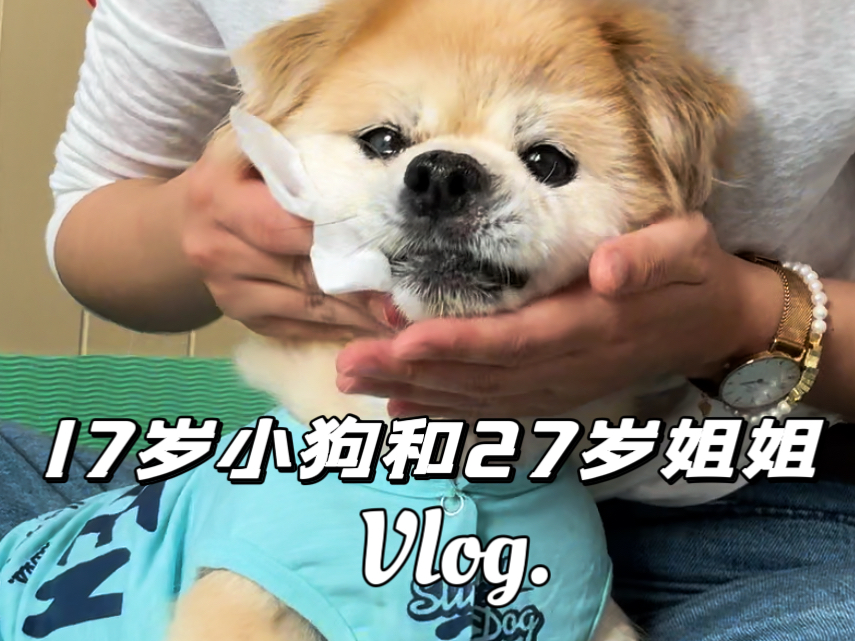 不上班只养狗vlog|此刻的我知道自己过着怎样奢侈的人生|第四次复查眼睛哔哩哔哩bilibili