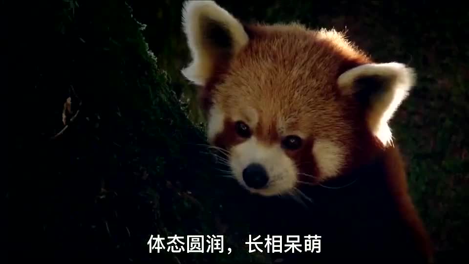 小熊猫从小萌到大,爱吃竹子,爱掏鸟窝!