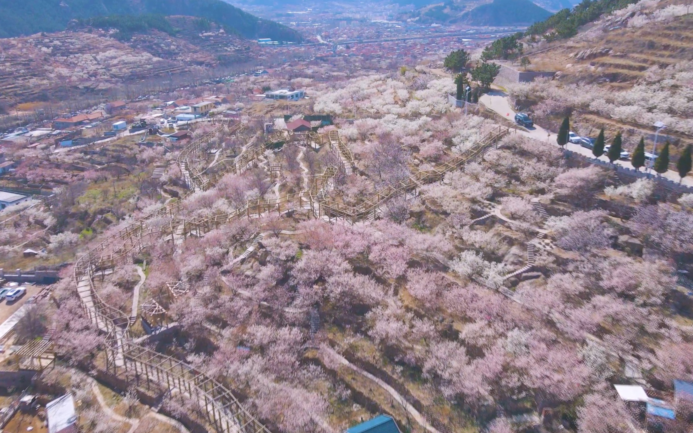 崂山樱桃谷图片