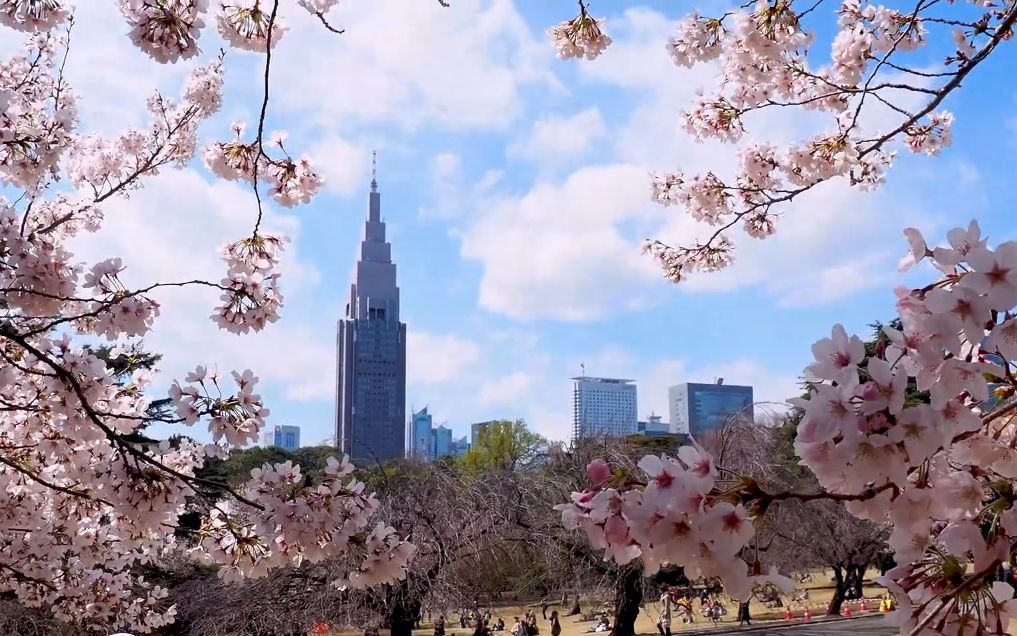 【超清日本】漫步东京新宿御苑常圆寺 满开的吉野樱 2020.3哔哩哔哩bilibili