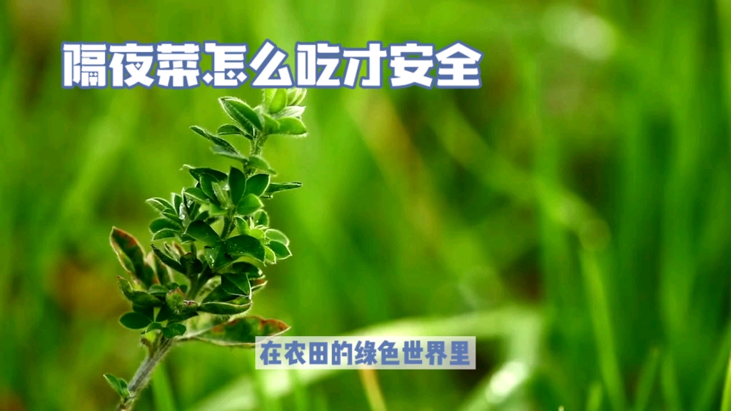 隔夜菜怎麼吃才安全?