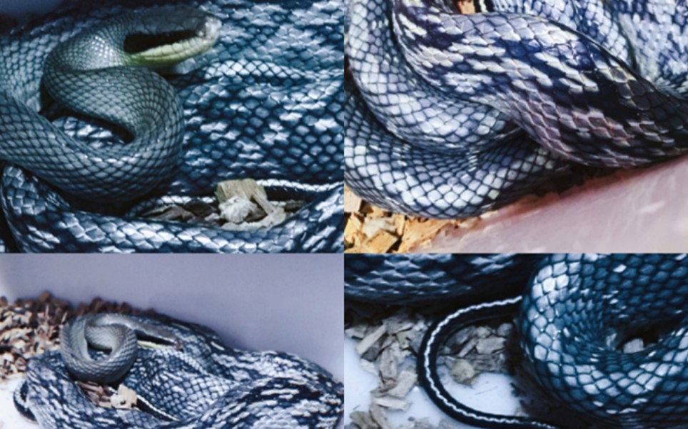 越南黑眉蛇图片