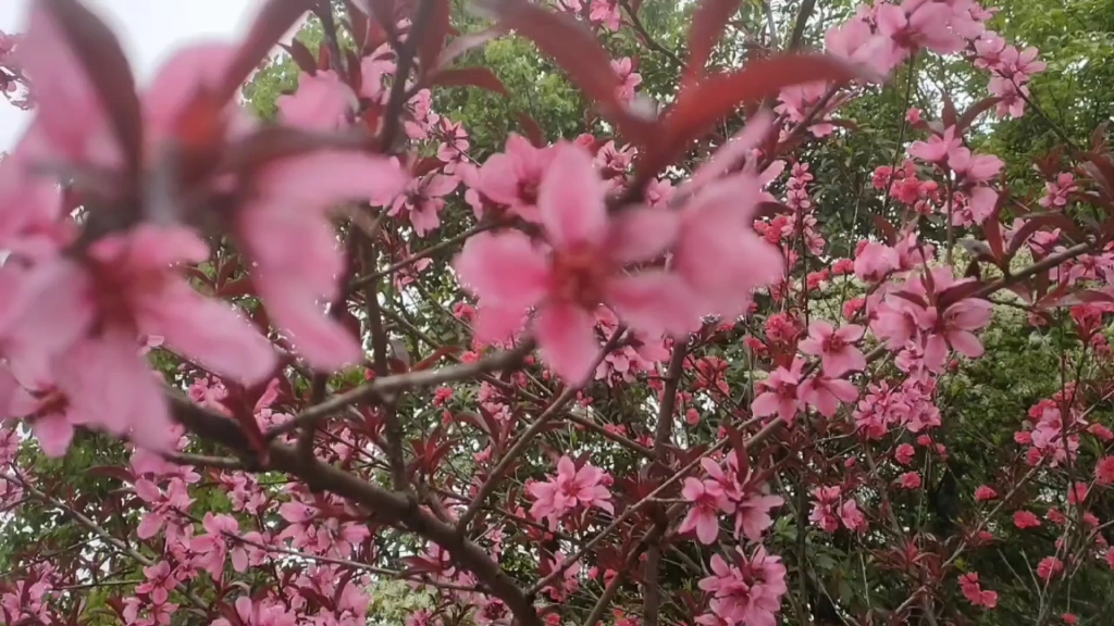 [图]桃花红来桃花艳